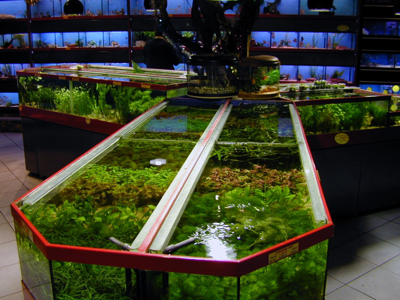 plante de bassin pour aquarium