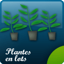 Plantes en lots