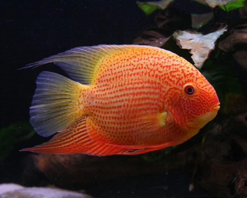 Cichlasoma Severum.