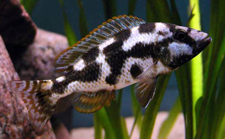 http://www.poissons-exo.com/upload/haplochromis-livingstoni.jpg