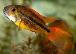 APISTOGRAMMA CACATOIDES DOUBLE ROUGE  .