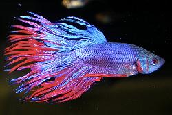 COMBATTANT MALE VOILE ( L ),crowntail