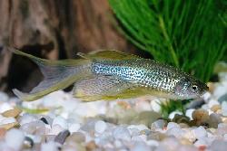 DANIO LEOPARD