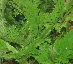 SELAGINELLA WILDENOWII