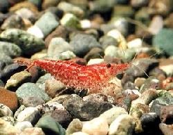 CARIDINA RED CHERRY .