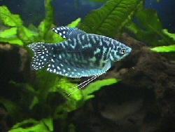 GOURAMI BLEU ( opaline ) L