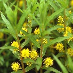 LYSIMACHIA thyrsiflora Pot 9 x 9