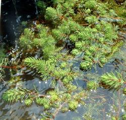 MYRIOPHYLLUM brasiliensis