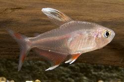 HYPHESSOBRYCON BENTOSI.