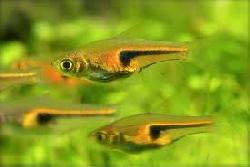 RASBORA .espei. / hengeli