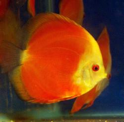 DISCUS RED MELON