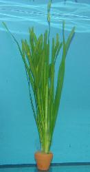 VALLISNERIA SPIRALIS